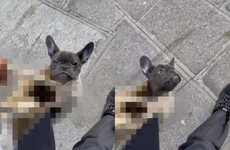 「歩くより飼い主さんを眺めていたい」そんなことを考えていそうなフレンチブルドッグのお散歩姿がかわいいけど・・・なんか違う！