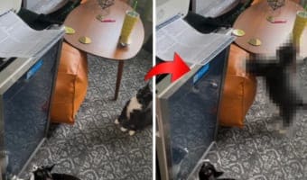 プリンターに興味津々!だけど印刷音に驚いてビクッビクッとビートを刻んでしまうかわいい猫の動き
