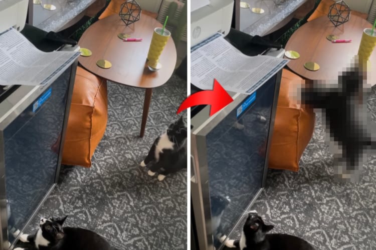 プリンターに興味津々！だけど印刷音に驚いてビクッビクッとビートを刻んでしまうかわいい猫の動き