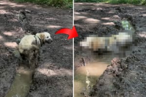 バシャバシャと全身で泥遊びを堪能する犬。ところが遊び疲れたのか・・・、最後はその場でのんびりくつろぎ始めたのでした！！