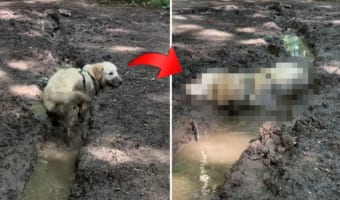 バシャバシャと全身で泥遊びを堪能する犬。ところが遊び疲れたのか・・・、最後はその場でのんびりくつろぎ始めたのでした!!