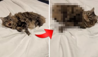 飼い主さんのベッドの上で『あること』をするのがお気に入りのネコ。そのかわいい動きはまるでウサギみたい！！