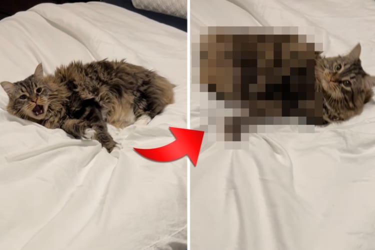 飼い主さんのベッドの上で『あること』をするのがお気に入りのネコ。そのかわいい動きはまるでウサギみたい！！