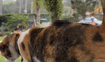 愛猫の背中にいたまさかすぎるお客さん!飼い主さんは衝撃的な光景に驚きつつも冷静に対応しました