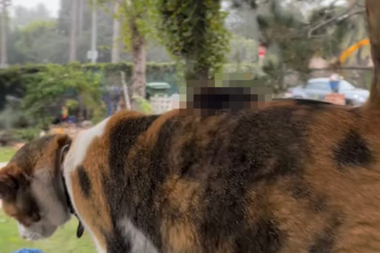 愛猫の背中にいたまさかすぎるお客さん！飼い主さんは衝撃的な光景に驚きつつも冷静に対応しました