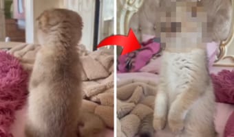 二本足で直立不動。その後ろ姿からミーアキャットかと思ったら・・・クシャ顔がかわいい○○でした