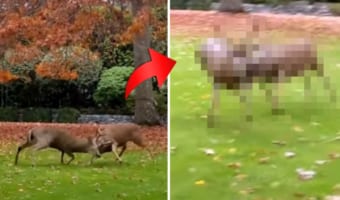 シカたちの白熱の決闘！この熱戦に魅せられた撮影者さんは・・・少し近寄りすぎたようです