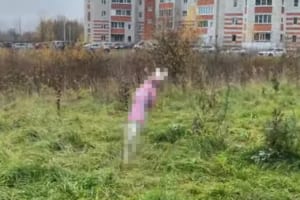 お散歩が嬉しいイビザン・ハウンド。原っぱの中へ飛び込んではしゃぐ姿が犬というよりウサギみたい！