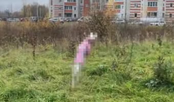 お散歩が嬉しいイビザン・ハウンド。原っぱの中へ飛び込んではしゃぐ姿が犬というよりウサギみたい!