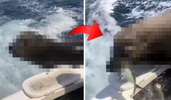 慣れた様子でボートに乗り込んできた『ある海の動物』。すると、船内にあった残り物のエサを勝手に頂戴するのでした