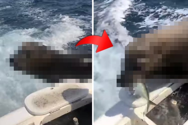 慣れた様子でボートに乗り込んできた『ある海の動物』。すると、船内にあった残り物のエサを勝手に頂戴するのでした