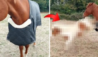 冬用のラグを着せてもらった馬に嫉妬するポニーが、「君だけズルい！」とばかりにある行動に出ました！！
