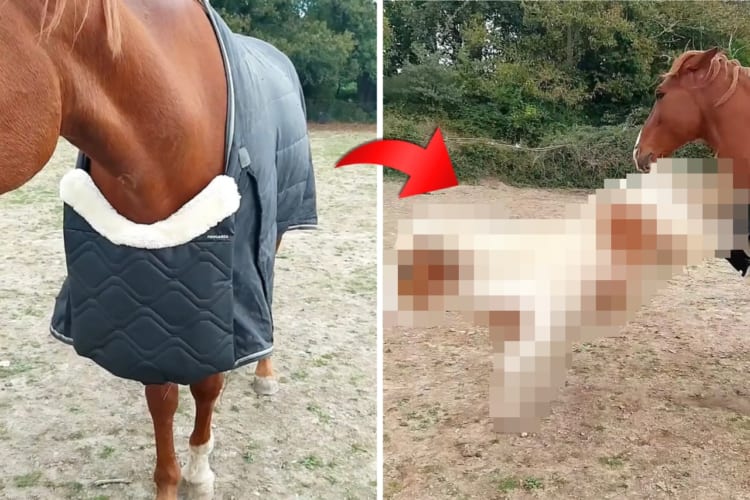 冬用のラグを着せてもらった馬に嫉妬するポニーが、「君だけズルい！」とばかりにある行動に出ました！！