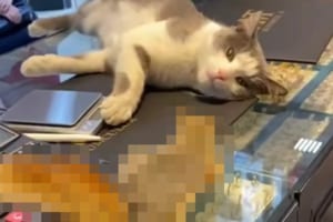 宝石店のショーケースの上にネコと○○が！意外な場所でくつろぎながら交流する様子にビックリ！