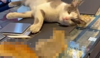 宝石店のショーケースの上にネコと○○が!意外な場所でくつろぎながら交流する様子にビックリ!