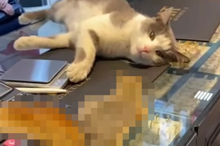 宝石店のショーケースの上にネコと○○が！意外な場所でくつろぎながら交流する様子にビックリ！