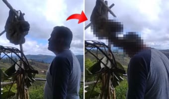 「ありがとう」を伝えたい？救助してくれた人に心を許した野生のナマケモノがみせた行動に感動！