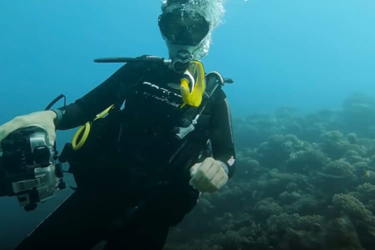 まるでおとぎ話の世界みたい！チョウチョウウオがダイバーさんに海の中を案内し、貝をプレゼントしてくれました！