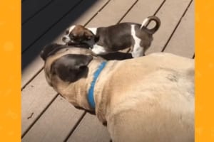 2kgほどしかない小柄なチワワは、70kgもあるマスティフのお兄ちゃんが大好き！全力で遊んでもらいにいくのでした！