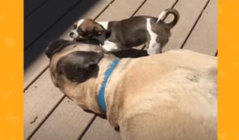 2kgほどしかない小柄なチワワは、70kgもあるマスティフのお兄ちゃんが大好き!全力で遊んでもらいにいくのでした!