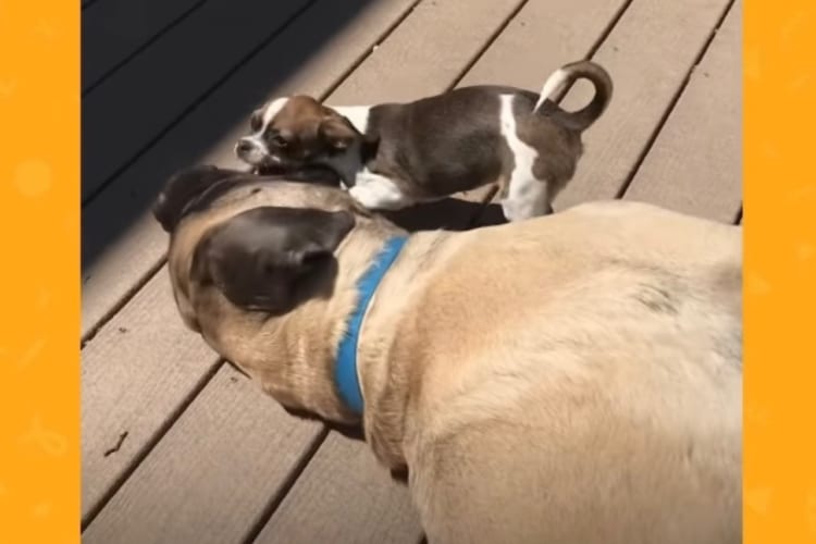 2kgほどしかない小柄なチワワは、70kgもあるマスティフのお兄ちゃんが大好き！全力で遊んでもらいにいくのでした！