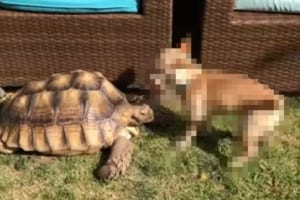 お友達のカメのことが大好きな子犬は、自分のオモチャをシェアしようとする優しい行動を見せました！