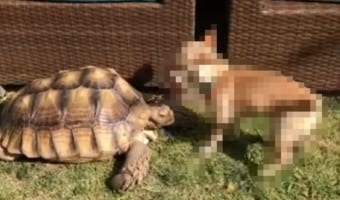 お友達のカメのことが大好きな子犬は、自分のオモチャをシェアしようとする優しい行動を見せました!