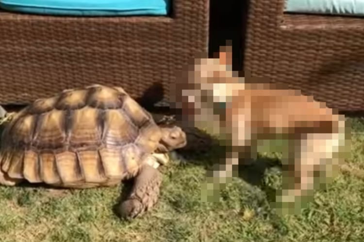 お友達のカメのことが大好きな子犬は、自分のオモチャをシェアしようとする優しい行動を見せました！