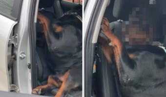 「絶対降りたくないワン」車で出かけるのが大好きなロットワイラー。車から降りたくないので、必死の抵抗！