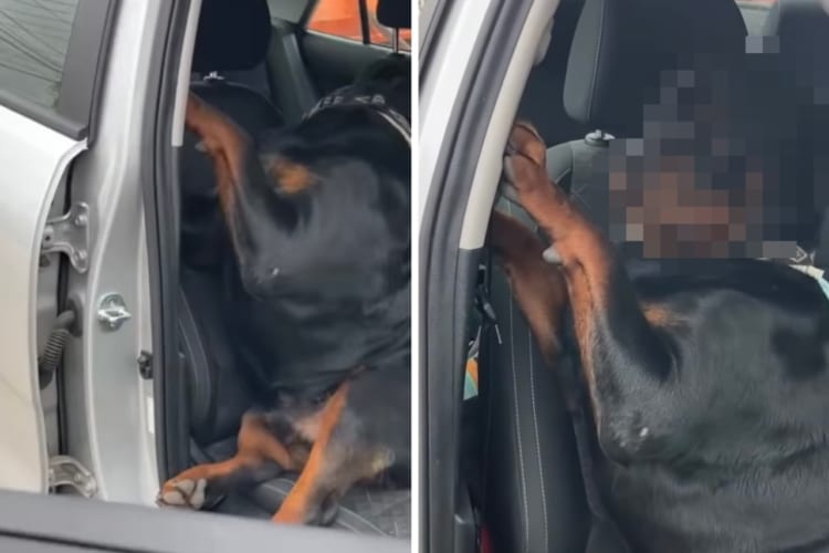 「絶対降りたくないワン」車で出かけるのが大好きなロットワイラー。車から降りたくないので、必死の抵抗！