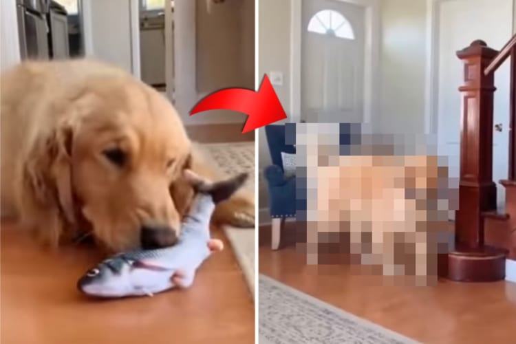 鬱陶しいの？楽しいの？ピチピチ跳ねる魚のオモチャを見たゴールデンレトリバーの反応がなんだかシュール