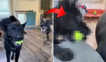 ボールを巡って2匹のジャーマンシェパードが口論していると・・・、隙をついて他の子がボールを取って行ってしまいました!!