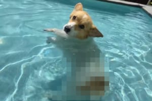 この泳ぎ方最強なのでは？プールで遊ぶコーギーが見つけた楽し気だし新しい、そのうえ愛らしい泳ぎ方とは？！