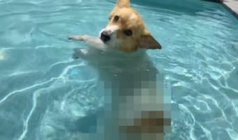 この泳ぎ方最強なのでは?プールで遊ぶコーギーが見つけた楽し気だし新しい、そのうえ愛らしい泳ぎ方とは?!