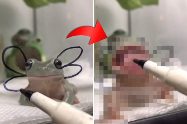 水槽越しにカエルに落書きをしていると・・・、このカエルが不意をつくおもしろい行動を見せたのです！！