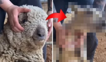 顔全体が毛で覆われ、視界がふさがるほどモコモコになっていた羊。毛刈りをしてもらいスッキリ、ようやく視界を取り戻しました！