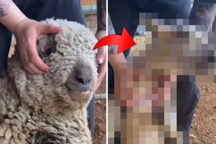 顔全体が毛で覆われ、視界がふさがるほどモコモコになっていた羊。毛刈りをしてもらいスッキリ、ようやく視界を取り戻しました！