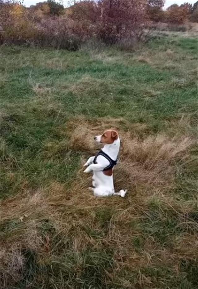 君って犬だよね？ミーアキャットのような体勢でじっと前方を見つめ続けるジャックラッセルテリア