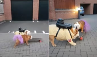 ひとつしかないスケートボードで遊びたいブルドッグたち。「自分のだ!」とばかりに奪い合い・・・、果たして乗り回したのはどっち!?