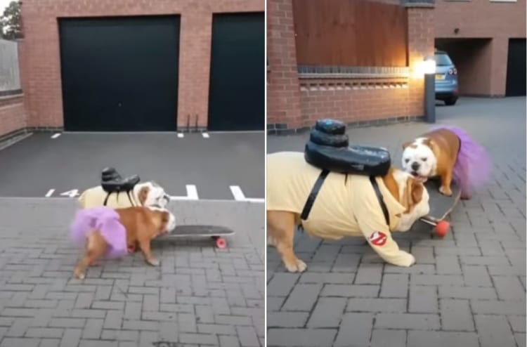 ひとつしかないスケートボードで遊びたいブルドッグたち。「自分のだ！」とばかりに奪い合い・・・、果たして乗り回したのはどっち！？