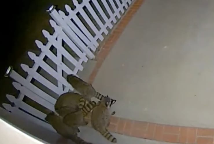 深夜の玄関先にアライグマの群れがあらわれた！・・・と思ったら、細い柵の間を通り、そのまま庭に姿を消してしまいました