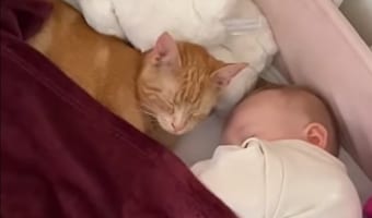 ギュってして、一緒にネンネして、チュッとして。一緒にイタズラもする姉妹のように仲良しな、生まれた時期も近い赤ちゃんと子猫