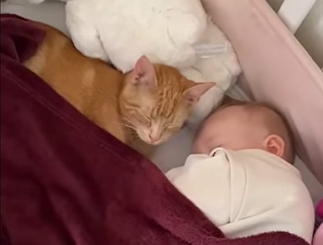 ギュってして、一緒にネンネして、チュッとして。一緒にイタズラもする姉妹のように仲良しな、生まれた時期も近い赤ちゃんと子猫