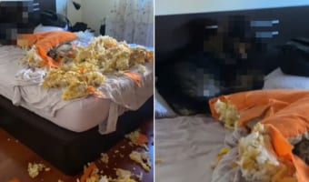 家に帰ると寝室が大惨事に！この惨事の実行犯は素知らぬふりを決め込み、決して目を合わせようとしないのでした