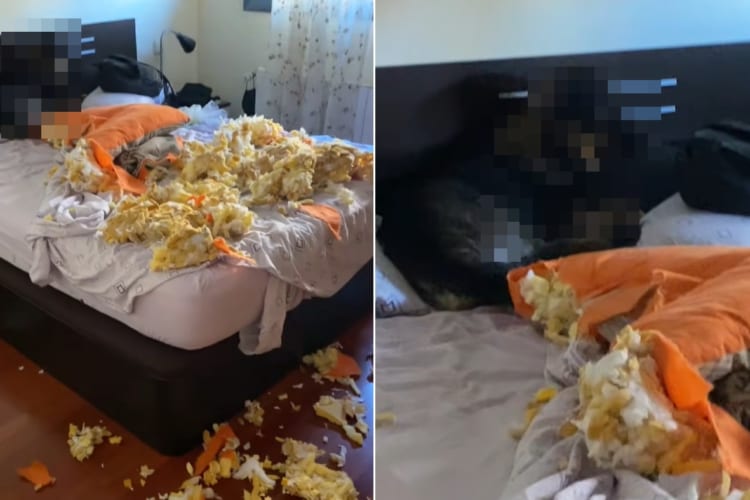 うわぁ！なんてこった！！家に帰ると寝室が大惨事に！行犯は知らんぷりを決め込み、決して目を合わせようとしないのでした