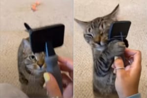 「これこれ！これでブラッシングするのが最高ニャのよ」ブラシをがっしり握り、至福の表情でフェイスマッサージをする猫