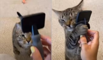 「これこれ！これでブラッシングするのが最高ニャのよ」ブラシをがっしり握り、至福の表情でフェイスマッサージをする猫