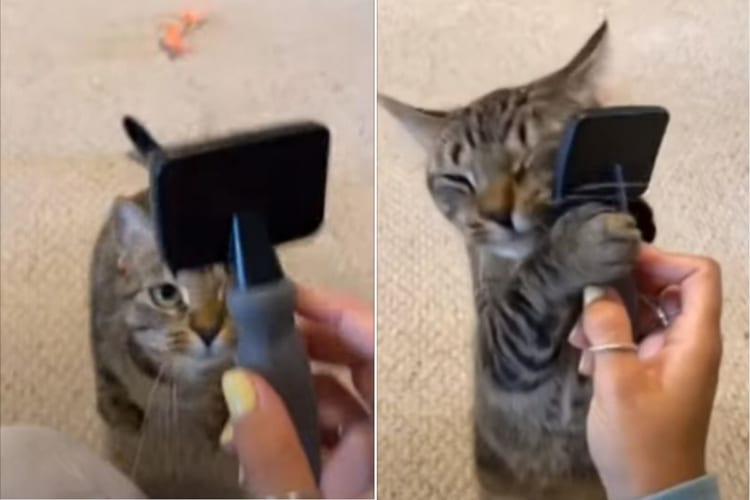 「これこれ！これでブラッシングするのが最高ニャのよ」ブラシをがっしり握り、至福の表情でフェイスマッサージをする猫