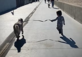 男の子が赤ちゃんの時からそばにいるゴールデンレトリバー。ふたりが築いた特別な関係が温かくて微笑ましい