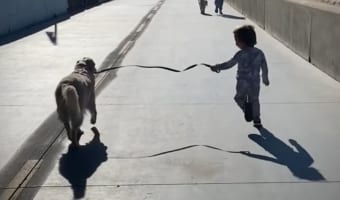 男の子が赤ちゃんの時からそばにいるゴールデンレトリバー。ふたりが築いた特別な関係が温かくて微笑ましい